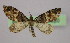  (Eupithecia dilucidaAH06Et - BC ZSM Lep 09920)  @13 [ ] CreativeCommons - Attribution Non-Commercial Share-Alike (2010) Unspecified SNSB, Zoologische Staatssammlung Muenchen