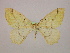  (Epigynopteryx AH03Et - BC ZSM Lep 09921)  @14 [ ] CreativeCommons - Attribution Non-Commercial Share-Alike (2010) Unspecified SNSB, Zoologische Staatssammlung Muenchen