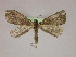  ( - BC ZSM Lep 09932)  @14 [ ] CreativeCommons - Attribution Non-Commercial Share-Alike (2010) Unspecified SNSB, Zoologische Staatssammlung Muenchen