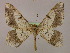  (Chiasmia simplicilinea - BC ZSM Lep 09937)  @14 [ ] CreativeCommons - Attribution Non-Commercial Share-Alike (2010) Unspecified SNSB, Zoologische Staatssammlung Muenchen