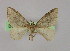  (Xanthorhoe altaAH05Et - BC ZSM Lep 09942)  @14 [ ] CreativeCommons - Attribution Non-Commercial Share-Alike (2010) Unspecified SNSB, Zoologische Staatssammlung Muenchen