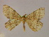  ( - BC ZSM Lep 09943)  @12 [ ] CreativeCommons - Attribution Non-Commercial Share-Alike (2010) Unspecified SNSB, Zoologische Staatssammlung Muenchen