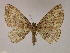  ( - BC ZSM Lep 09955)  @13 [ ] CreativeCommons - Attribution Non-Commercial Share-Alike (2010) Unspecified SNSB, Zoologische Staatssammlung Muenchen