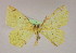  ( - BC ZSM Lep 09987)  @13 [ ] CreativeCommons - Attribution Non-Commercial Share-Alike (2010) Unspecified SNSB, Zoologische Staatssammlung Muenchen