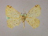  ( - BC ZSM Lep 09996)  @13 [ ] CreativeCommons - Attribution Non-Commercial Share-Alike (2010) Unspecified SNSB, Zoologische Staatssammlung Muenchen