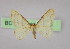  ( - BC ZSM Lep 10013)  @12 [ ] CreativeCommons - Attribution Non-Commercial Share-Alike (2010) Unspecified SNSB, Zoologische Staatssammlung Muenchen