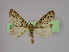  (Eupithecia dilucidaAH14Et - BC ZSM Lep 10018)  @11 [ ] CreativeCommons - Attribution Non-Commercial Share-Alike (2010) Unspecified SNSB, Zoologische Staatssammlung Muenchen