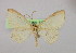  ( - BC ZSM Lep 10023)  @13 [ ] CreativeCommons - Attribution Non-Commercial Share-Alike (2010) Unspecified SNSB, Zoologische Staatssammlung Muenchen