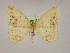  ( - BC ZSM Lep 10042)  @12 [ ] CreativeCommons - Attribution Non-Commercial Share-Alike (2010) Unspecified SNSB, Zoologische Staatssammlung Muenchen