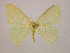  ( - BC ZSM Lep 10047)  @13 [ ] CreativeCommons - Attribution Non-Commercial Share-Alike (2010) Unspecified SNSB, Zoologische Staatssammlung Muenchen