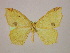  ( - BC ZSM Lep 10079)  @13 [ ] CreativeCommons - Attribution Non-Commercial Share-Alike (2010) Unspecified SNSB, Zoologische Staatssammlung Muenchen