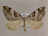  ( - BC ZSM Lep 16529)  @14 [ ] CreativeCommons - Attribution Non-Commercial Share-Alike (2010) Unspecified SNSB, Zoologische Staatssammlung Muenchen