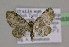  ( - BC ZSM Lep 16535)  @14 [ ] CreativeCommons - Attribution Non-Commercial Share-Alike (2010) Unspecified SNSB, Zoologische Staatssammlung Muenchen