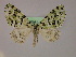  ( - BC ZSM Lep 16565)  @13 [ ] CreativeCommons - Attribution Non-Commercial Share-Alike (2010) Unspecified SNSB, Zoologische Staatssammlung Muenchen