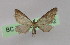  (Eupithecia AH10Cl - BC ZSM Lep 16572)  @13 [ ] CreativeCommons - Attribution Non-Commercial Share-Alike (2010) Unspecified SNSB, Zoologische Staatssammlung Muenchen