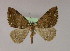  ( - BC ZSM Lep 16577)  @14 [ ] CreativeCommons - Attribution Non-Commercial Share-Alike (2010) Unspecified SNSB, Zoologische Staatssammlung Muenchen