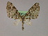  ( - BC ZSM Lep 16581)  @12 [ ] CreativeCommons - Attribution Non-Commercial Share-Alike (2010) Unspecified SNSB, Zoologische Staatssammlung Muenchen