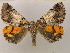  ( - BC ZSM Lep 16600)  @13 [ ] CreativeCommons - Attribution Non-Commercial Share-Alike (2010) Unspecified SNSB, Zoologische Staatssammlung Muenchen