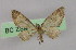  ( - BC ZSM Lep 16608)  @12 [ ] CreativeCommons - Attribution Non-Commercial Share-Alike (2010) Unspecified SNSB, Zoologische Staatssammlung Muenchen