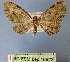  (Collix MS01 - BC ZSM Lep 16823)  @11 [ ] Copyright (2010) Unspecified SNSB, Zoologische Staatssammlung Muenchen