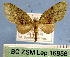  (Phthonoloba MS01 - BC ZSM Lep 16856)  @11 [ ] Copyright (2010) Unspecified SNSB, Zoologische Staatssammlung Muenchen