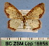  ( - BC ZSM Lep 16858)  @11 [ ] Copyright (2010) Unspecified SNSB, Zoologische Staatssammlung Muenchen