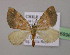  ( - BC ZSM Lep 16896)  @13 [ ] CreativeCommons - Attribution Non-Commercial Share-Alike (2010) Unspecified SNSB, Zoologische Staatssammlung Muenchen