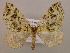  (Synpelurga corralensis - BC ZSM Lep 16901)  @14 [ ] CreativeCommons - Attribution Non-Commercial Share-Alike (2010) Unspecified SNSB, Zoologische Staatssammlung Muenchen