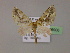 ( - BC ZSM Lep 16906)  @12 [ ] CreativeCommons - Attribution Non-Commercial Share-Alike (2010) Unspecified SNSB, Zoologische Staatssammlung Muenchen