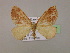  ( - BC ZSM Lep 16907)  @13 [ ] CreativeCommons - Attribution Non-Commercial Share-Alike (2010) Unspecified SNSB, Zoologische Staatssammlung Muenchen