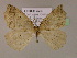  ( - BC ZSM Lep 16908)  @14 [ ] CreativeCommons - Attribution Non-Commercial Share-Alike (2010) Unspecified SNSB, Zoologische Staatssammlung Muenchen