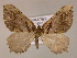  ( - BC ZSM Lep 16918)  @13 [ ] CreativeCommons - Attribution Non-Commercial Share-Alike (2010) Unspecified SNSB, Zoologische Staatssammlung Muenchen