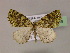  (Odontothera virescensAH01 - BC ZSM Lep 16919)  @13 [ ] CreativeCommons - Attribution Non-Commercial Share-Alike (2010) Unspecified SNSB, Zoologische Staatssammlung Muenchen