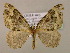  ( - BC ZSM Lep 16926)  @13 [ ] CreativeCommons - Attribution Non-Commercial Share-Alike (2010) Unspecified SNSB, Zoologische Staatssammlung Muenchen