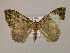  ( - BC ZSM Lep 16947)  @12 [ ] CreativeCommons - Attribution Non-Commercial Share-Alike (2010) Unspecified SNSB, Zoologische Staatssammlung Muenchen