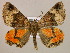  ( - BC ZSM Lep 16948)  @13 [ ] CreativeCommons - Attribution Non-Commercial Share-Alike (2010) Unspecified SNSB, Zoologische Staatssammlung Muenchen