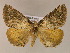  ( - BC ZSM Lep 16950)  @14 [ ] CreativeCommons - Attribution Non-Commercial Share-Alike (2010) Unspecified SNSB, Zoologische Staatssammlung Muenchen