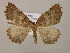  ( - BC ZSM Lep 16952)  @13 [ ] CreativeCommons - Attribution Non-Commercial Share-Alike (2010) Unspecified SNSB, Zoologische Staatssammlung Muenchen