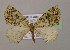  ( - BC ZSM Lep 16958)  @13 [ ] CreativeCommons - Attribution Non-Commercial Share-Alike (2010) Unspecified SNSB, Zoologische Staatssammlung Muenchen