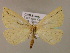  ( - BC ZSM Lep 16964)  @13 [ ] CreativeCommons - Attribution Non-Commercial Share-Alike (2010) Unspecified SNSB, Zoologische Staatssammlung Muenchen
