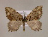  ( - BC ZSM Lep 16968)  @12 [ ] CreativeCommons - Attribution Non-Commercial Share-Alike (2010) Unspecified SNSB, Zoologische Staatssammlung Muenchen