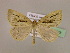  (Euclidiodes AH02Cl - BC ZSM Lep 16978)  @14 [ ] CreativeCommons - Attribution Non-Commercial Share-Alike (2010) Unspecified SNSB, Zoologische Staatssammlung Muenchen