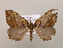  ( - BC ZSM Lep 16981)  @13 [ ] CreativeCommons - Attribution Non-Commercial Share-Alike (2010) Unspecified SNSB, Zoologische Staatssammlung Muenchen