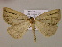  ( - BC ZSM Lep 16995)  @13 [ ] CreativeCommons - Attribution Non-Commercial Share-Alike (2010) Unspecified SNSB, Zoologische Staatssammlung Muenchen