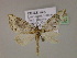  (Fueguina - BC ZSM Lep 17002)  @14 [ ] CreativeCommons - Attribution Non-Commercial Share-Alike (2010) Unspecified SNSB, Zoologische Staatssammlung Muenchen