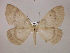  ( - BC ZSM Lep 17006)  @14 [ ] CreativeCommons - Attribution Non-Commercial Share-Alike (2010) Unspecified SNSB, Zoologische Staatssammlung Muenchen