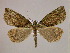  (Ischnopteris illineata - BC ZSM Lep 17020)  @15 [ ] CreativeCommons - Attribution Non-Commercial Share-Alike (2010) Unspecified SNSB, Zoologische Staatssammlung Muenchen