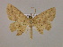  (Isochromodes AH13Br - BC ZSM Lep 17028)  @13 [ ] CreativeCommons - Attribution Non-Commercial Share-Alike (2010) Unspecified SNSB, Zoologische Staatssammlung Muenchen