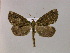  ( - BC ZSM Lep 17038)  @14 [ ] CreativeCommons - Attribution Non-Commercial Share-Alike (2010) Unspecified SNSB, Zoologische Staatssammlung Muenchen
