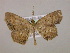  ( - BC ZSM Lep 17047)  @13 [ ] CreativeCommons - Attribution Non-Commercial Share-Alike (2010) Unspecified SNSB, Zoologische Staatssammlung Muenchen